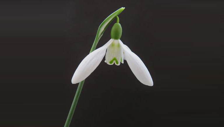 Photograph of dame margot fonteyn snowdrops